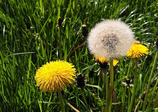 C’hwervizon pe bokedoù pis-toutou (1)