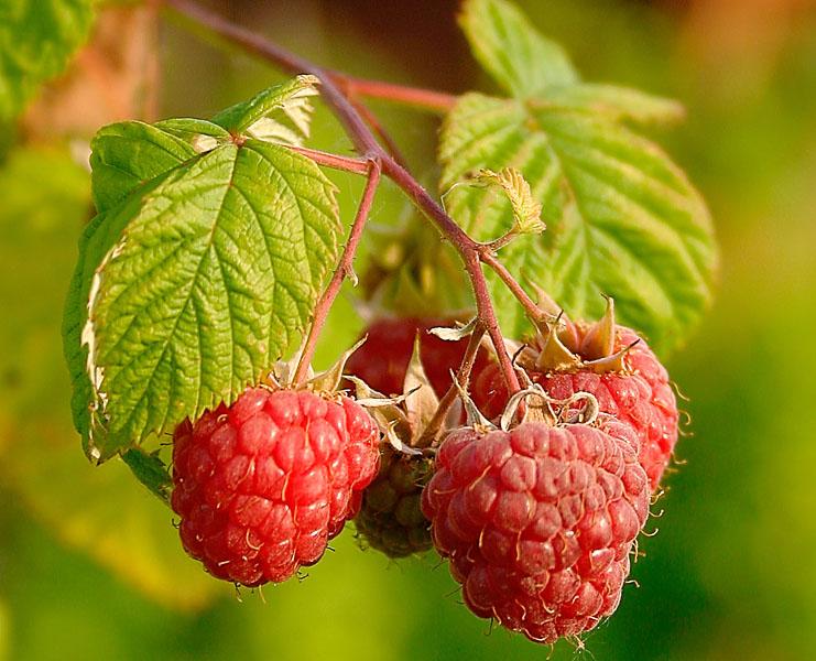  Le framboisier
