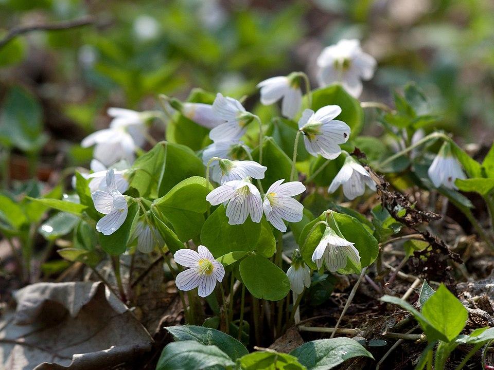 Oxalis petite oseille