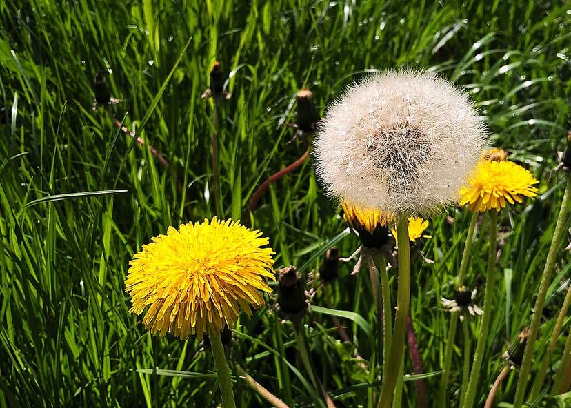 C’hwervizon pe bokedoù pis-toutou (1)